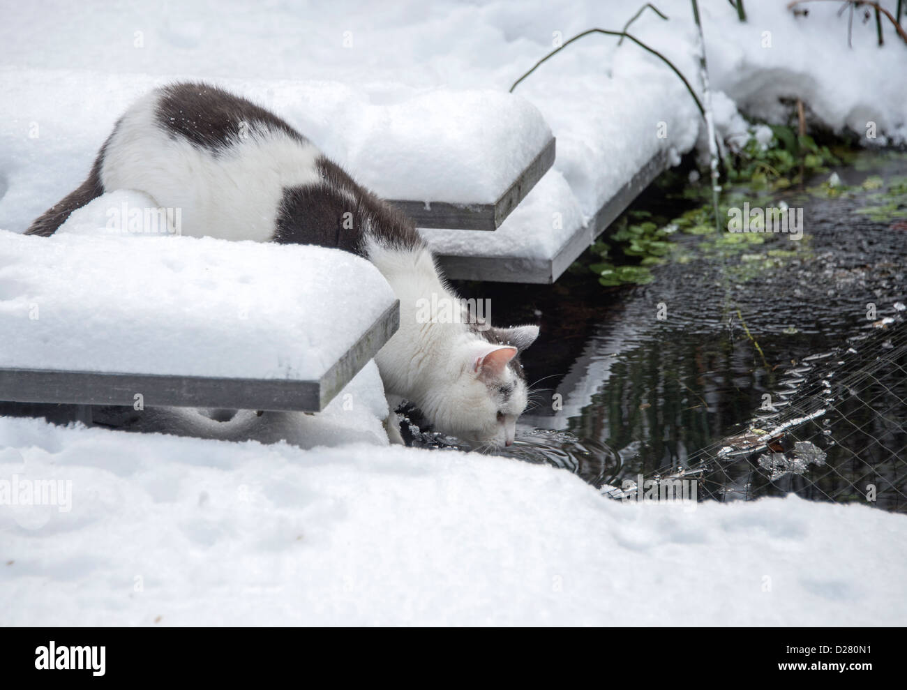 cat in winter garden drinking water Stock Photo Alamy