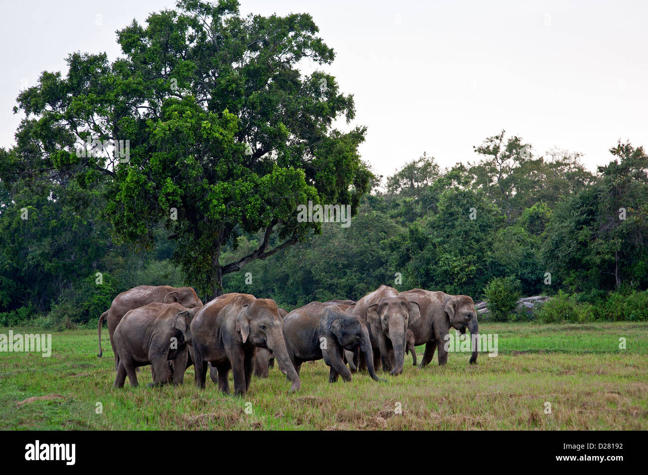 Sri lanka elephants hi-res stock photography and images - Alamy