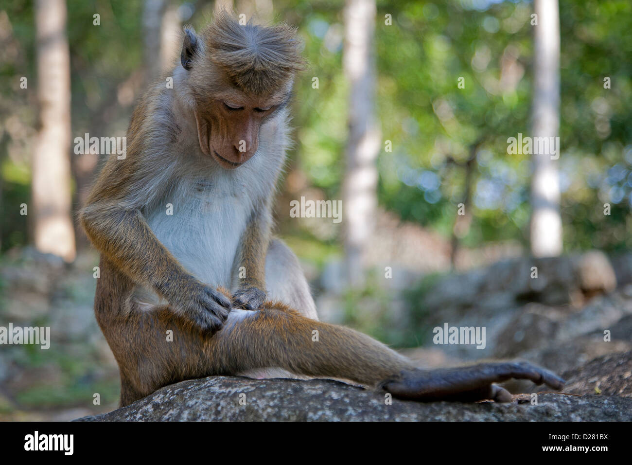 Monkey picking out parasites. Sri Lanka Stock Photo