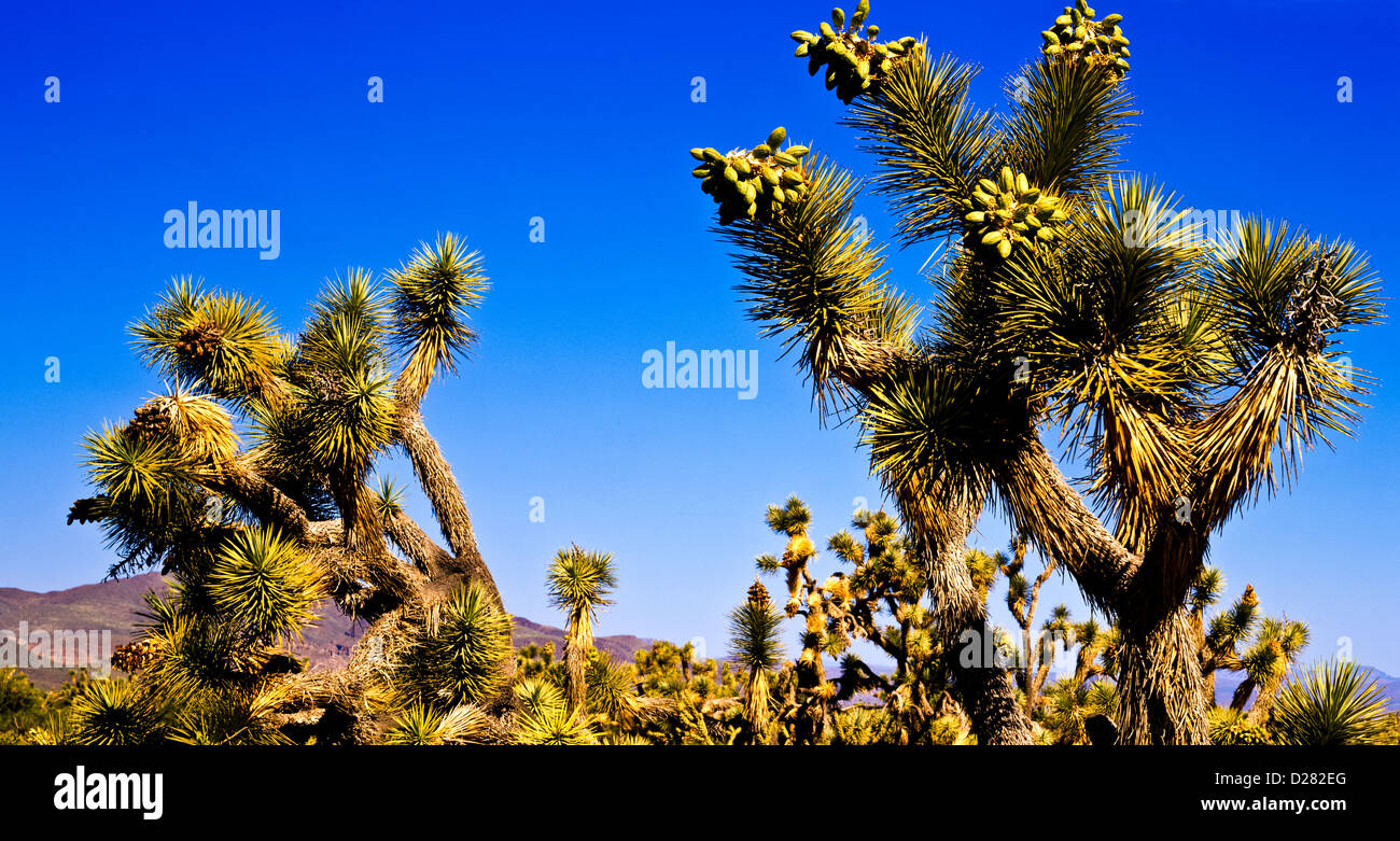 Joshua Trees north of Wickenburg, Arizona. Joshua Tree Parkway off U.S