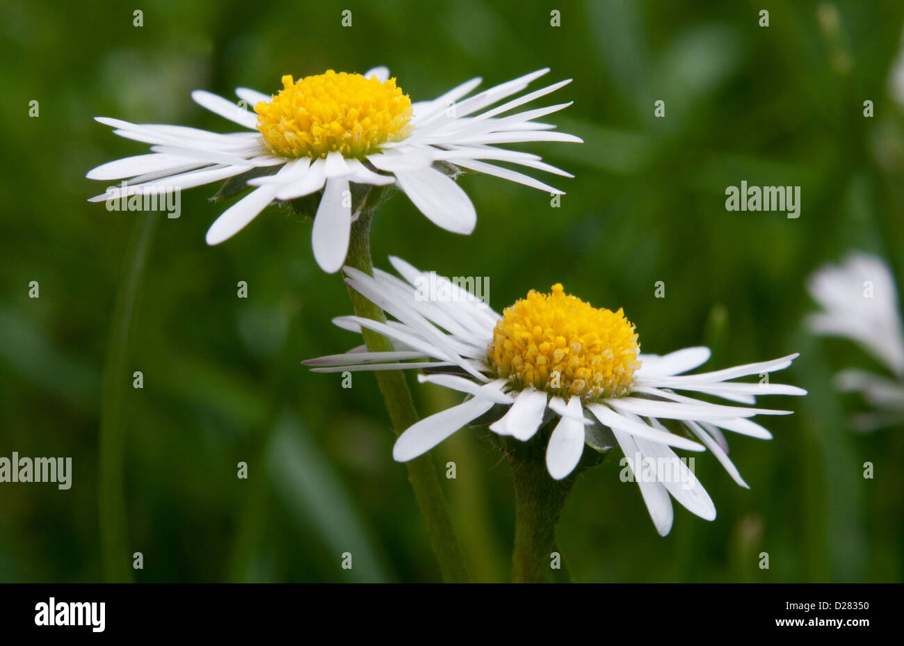 Daisies in a field Stock Photo Alamy