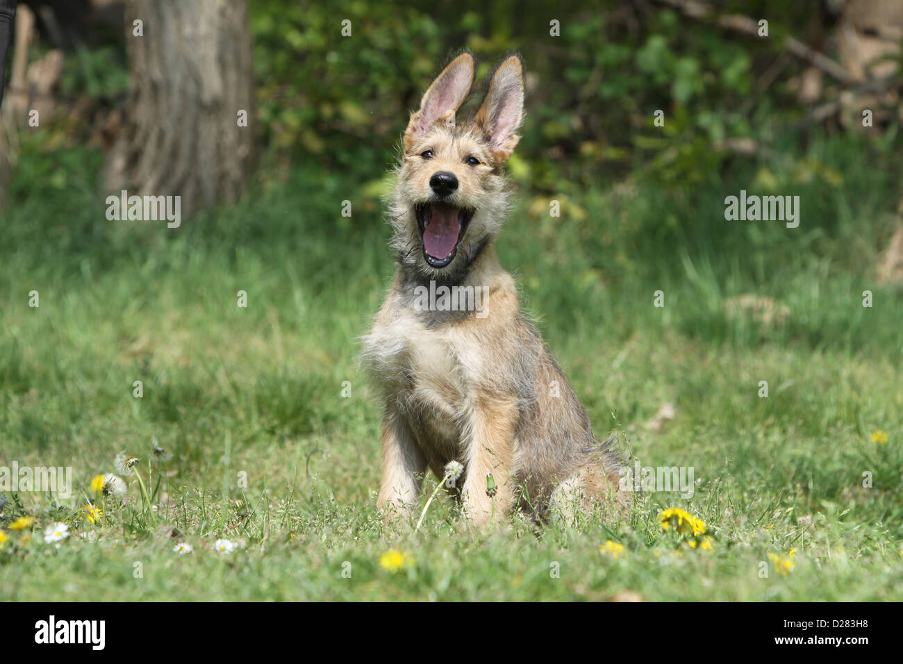 Berger Picard /  Picardy Shepherd dog puppy yawning Stock Photo