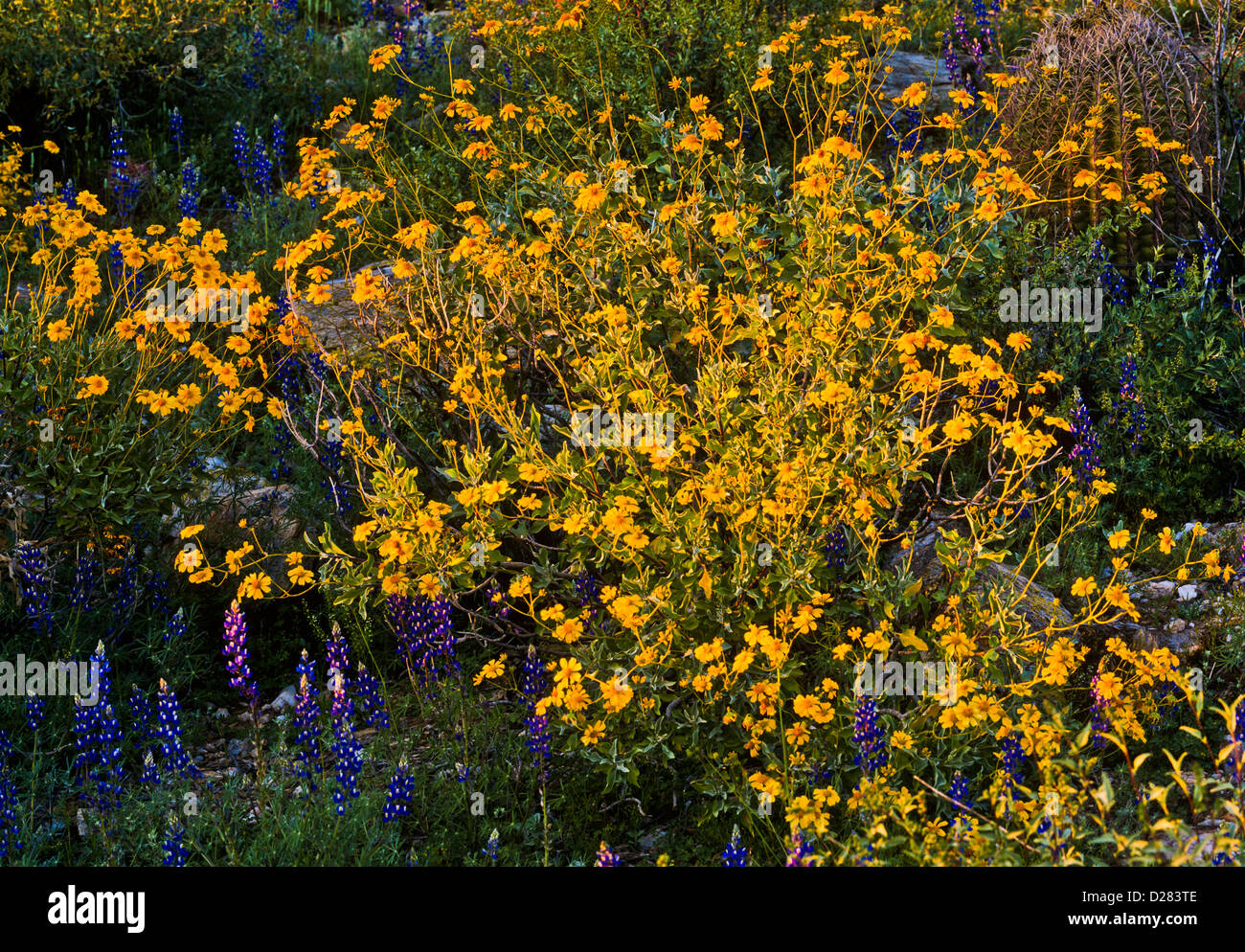Yellow Brittlebush with purple Coulter's Lupine, Sonoran Desert, Arizona. USA Stock Photo