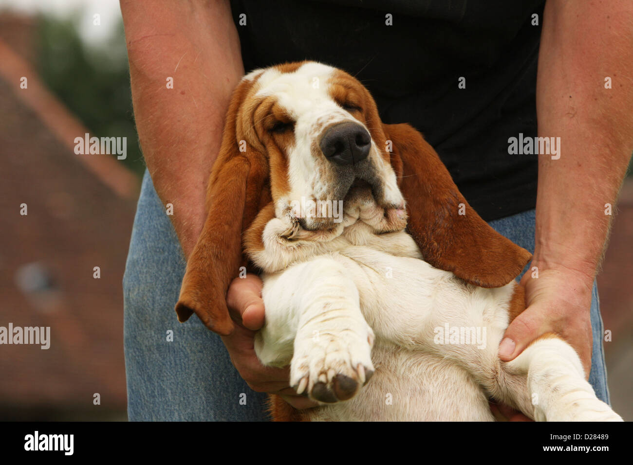 Basset Hound Dog is tired Stock Photo