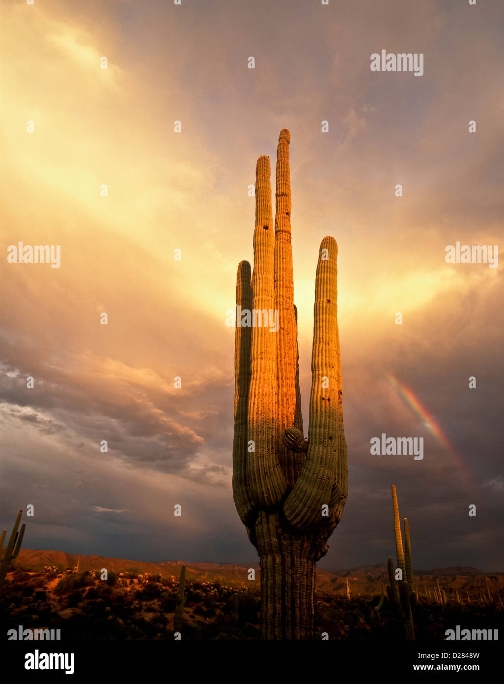 A beautiful double rainbow in the Sonoran Desert east of Fountain Hills ...