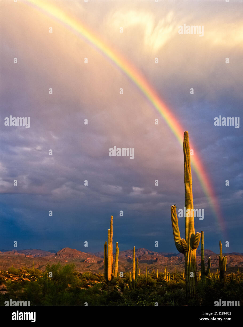 A beautiful double rainbow in the Sonoran Desert east of Fountain Hills ...