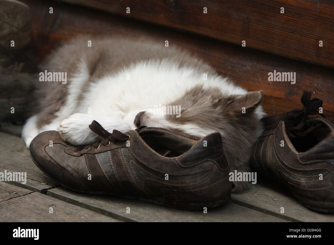 Border collie cheap shoes