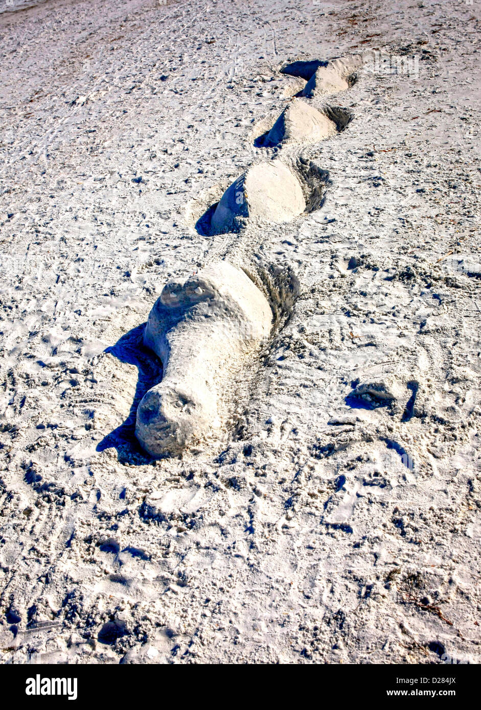 Alligator sand sculpture on Siesta Key beach in Sarasota Florida Stock Photo