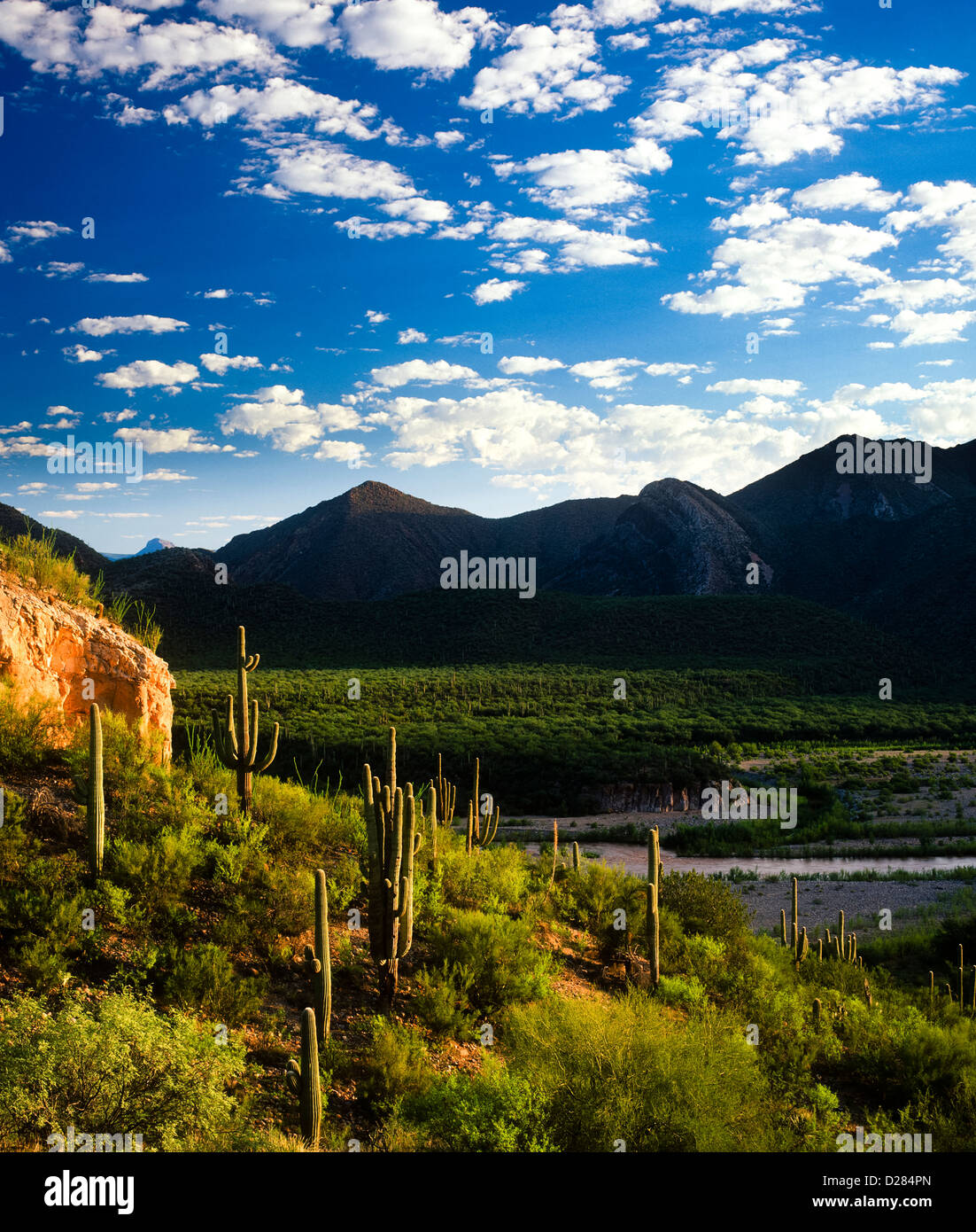 Huge Saguaros in the Sonoran Desert of Arizona. USA Salt River area
