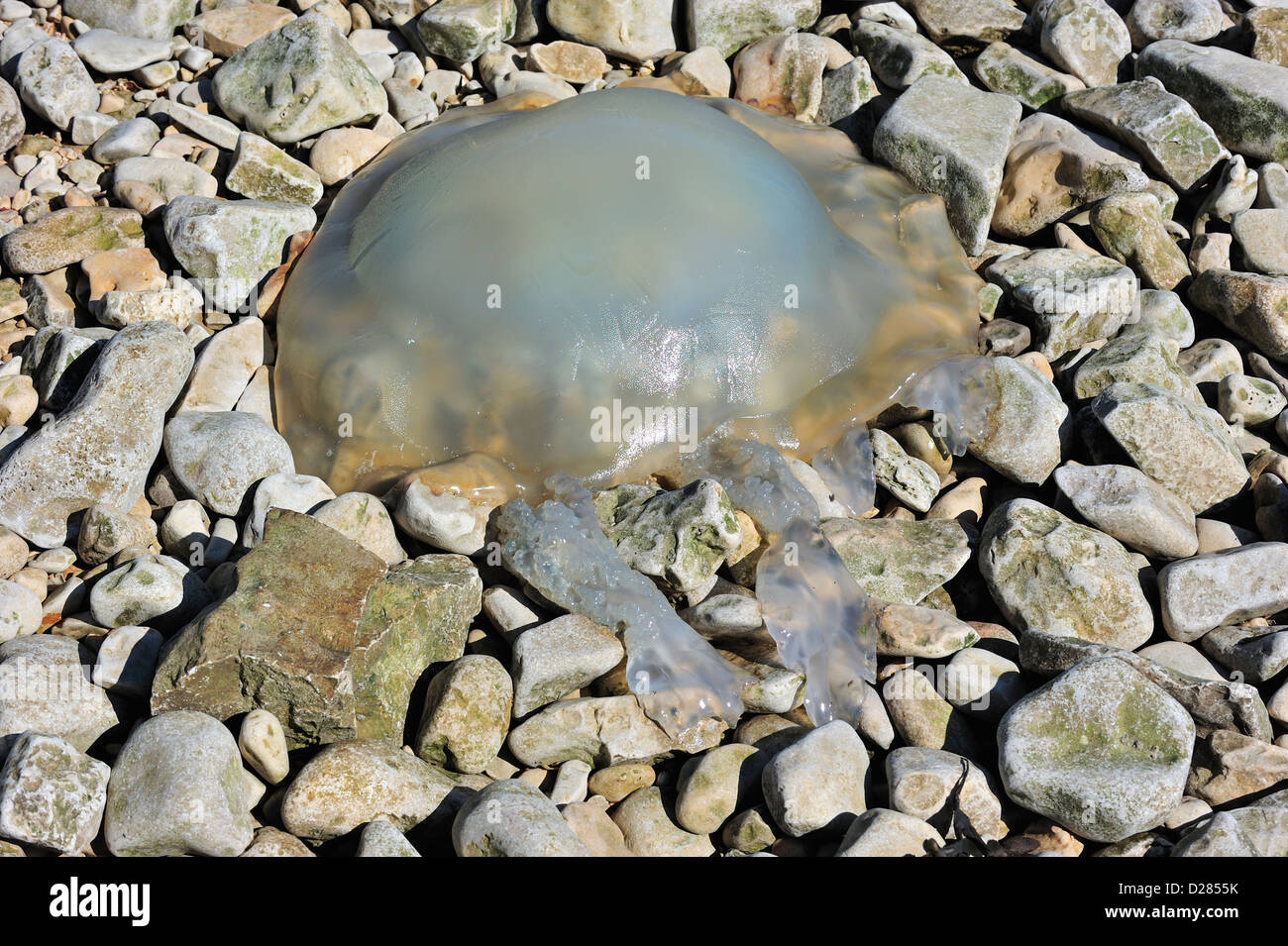 Barrel jellyfish / dustbin-lid jellyfish (Rhizostoma octopus / Rhizostoma pulmo) washed ashore on pebble beach Stock Photo