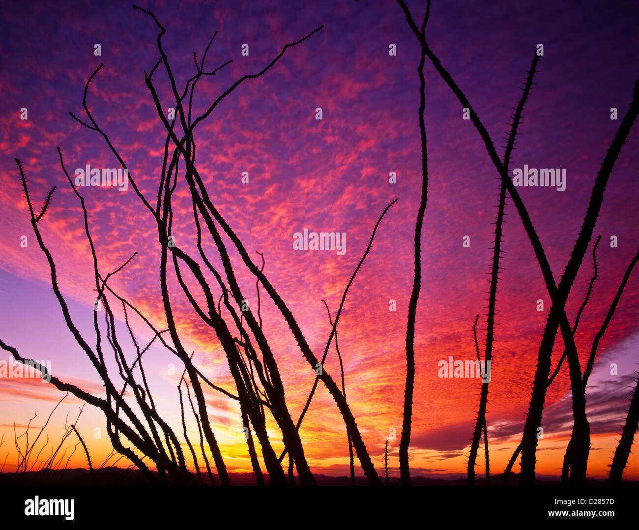 Dramatic sunsets/sunrises in the Sonoran Desert of Arizona. USA ...