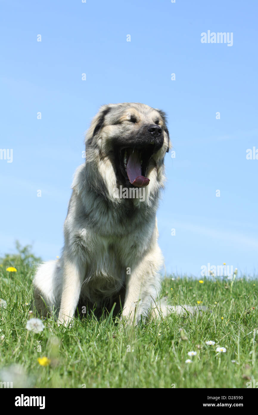 Sarplaninac dog yawning Stock Photo