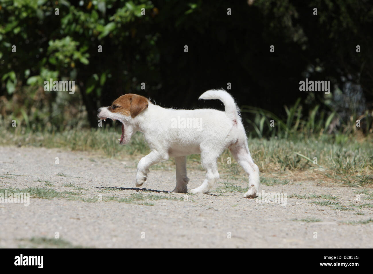 Dog Parson Russell Terrier  puppy yawn Stock Photo