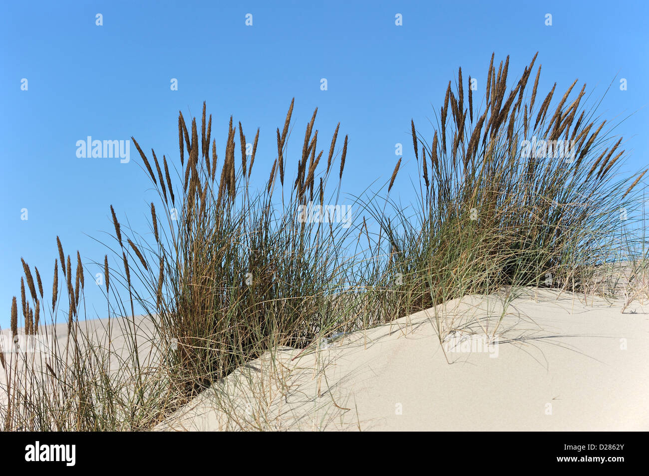 European marram grass / beach grass / beachgrass (Ammophila arenaria) growing as pioneer species along the North Sea coast Stock Photo
