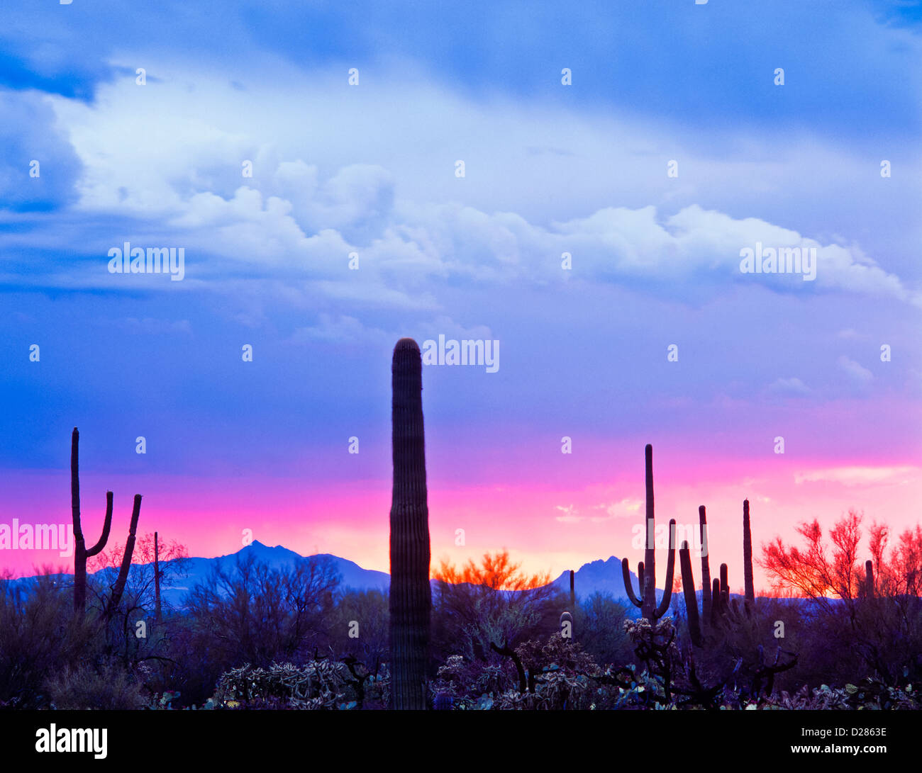 Saguaro National Park at Sunset, Storm clouds, Arizona. Located in southern Arizona, is part of the U.S. National Park System. Stock Photo