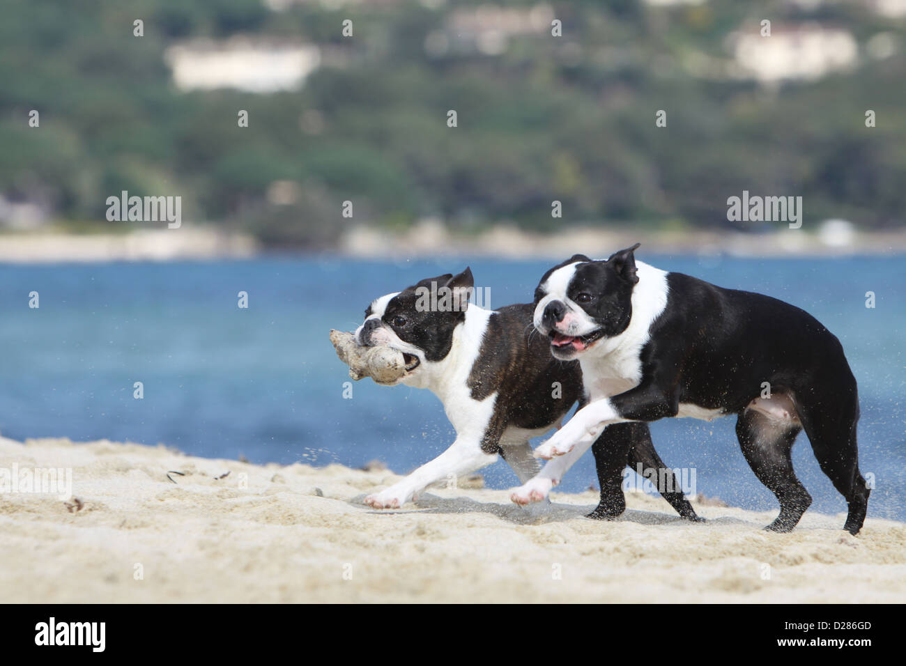 Dog Boston Terrier two adults different colors (white and brindle, black and white) running on the beach Stock Photo