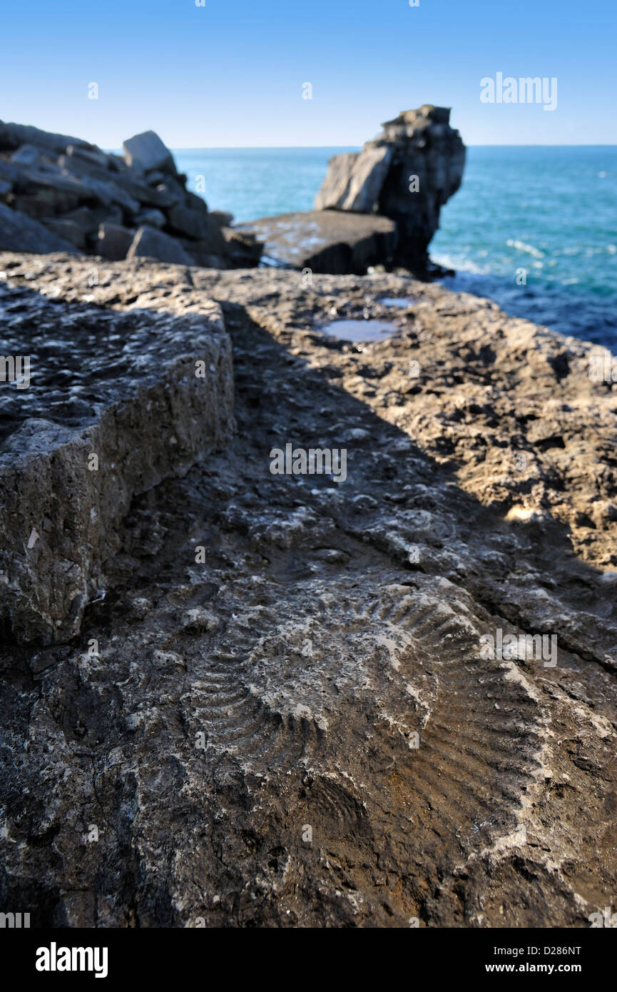 Ammonite fossil embedded in rock near Pulpit Rock on seashore at