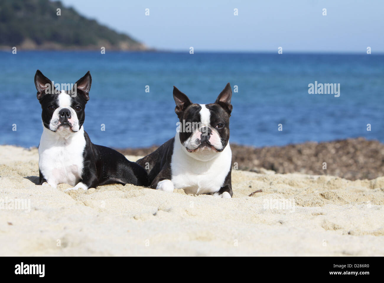 Dog Boston Terrier two adults different colors (white and brindle, white and black) lying on the beach Stock Photo