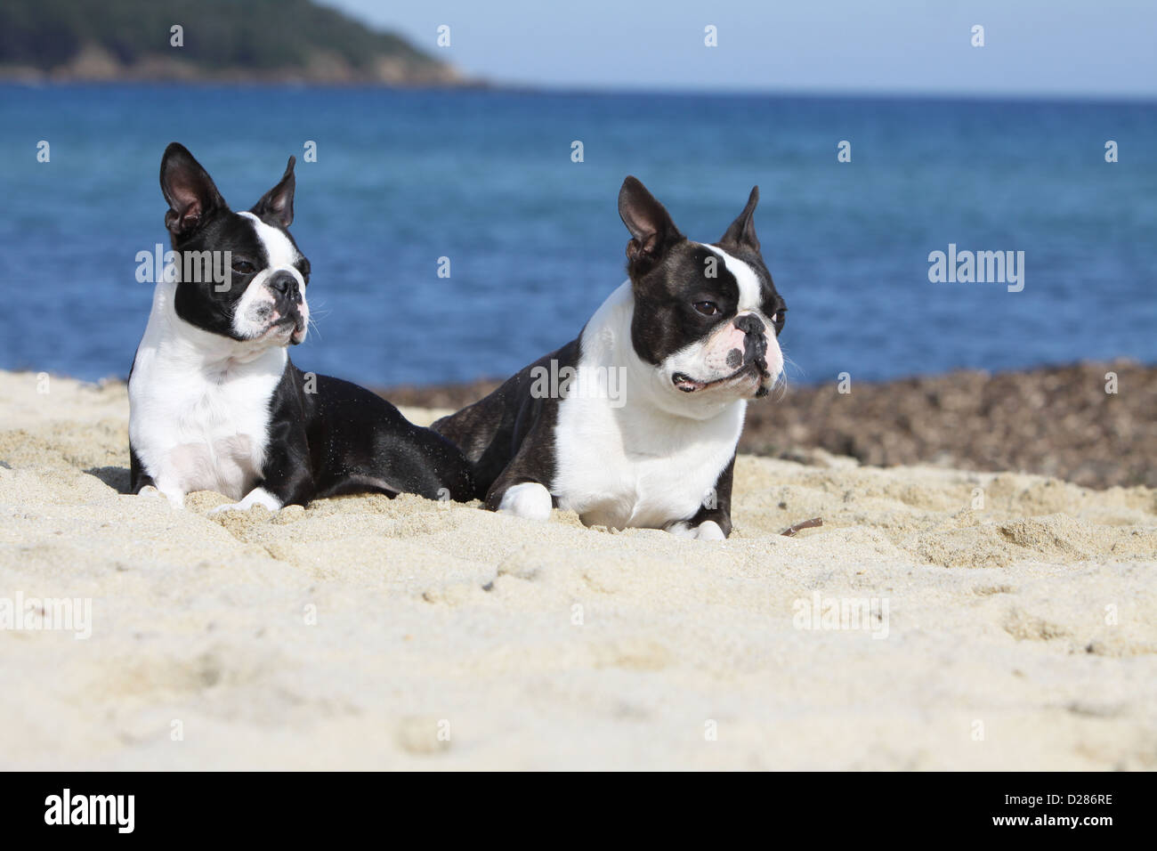 Dog Boston Terrier two adults different colors (white and brindle, white and black) lying on the beach Stock Photo