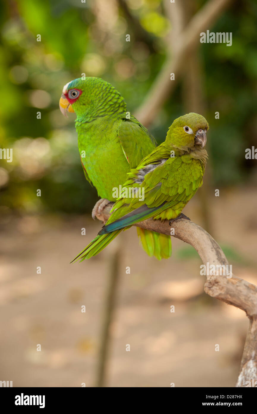 Central America, Honduras, Roatan, White Fronted Amazon Parrot, Roatan