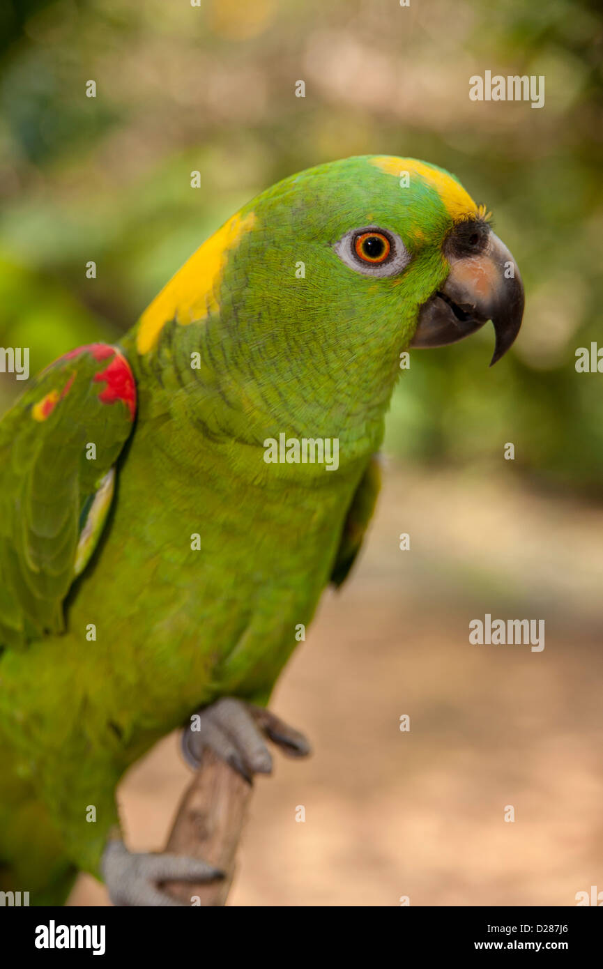 Central America, Honduras, Roatan, Roatan Butterfly Garden, Yellow
