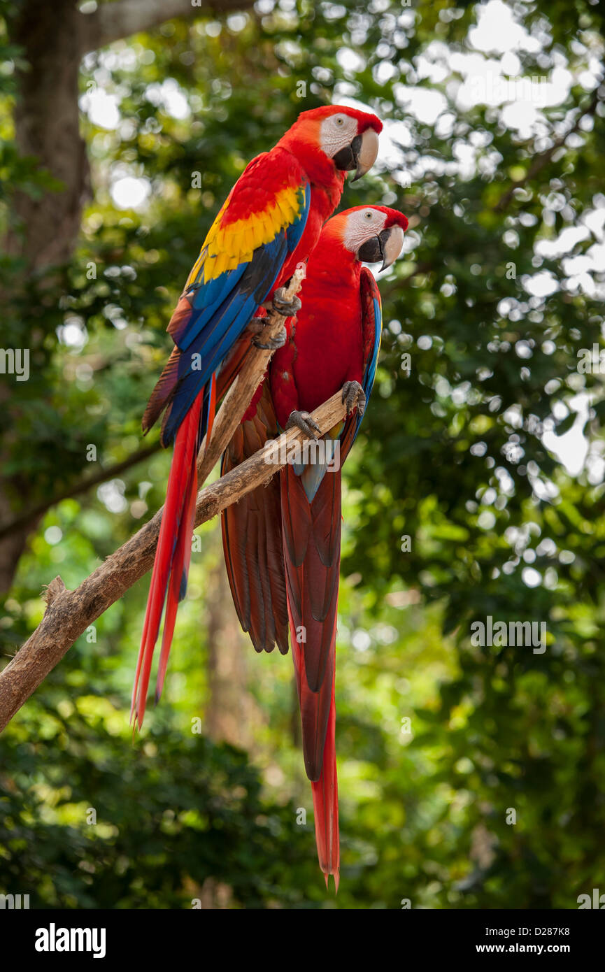 Roatan butterfly garden hires stock photography and images Alamy