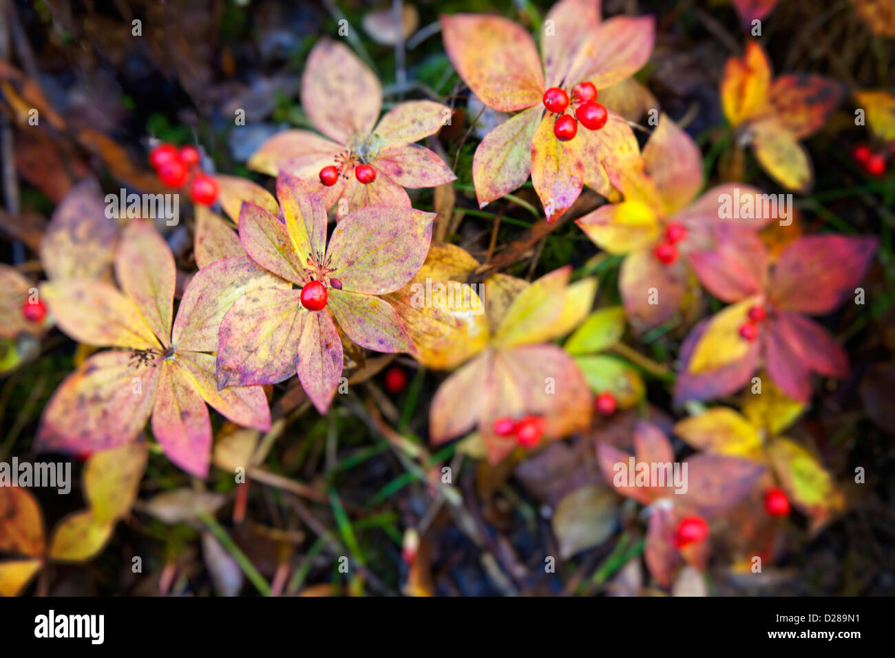 North America. USA. Alaska. Thompson Pass. Autumn Color in the Bunchberries Stock Photo