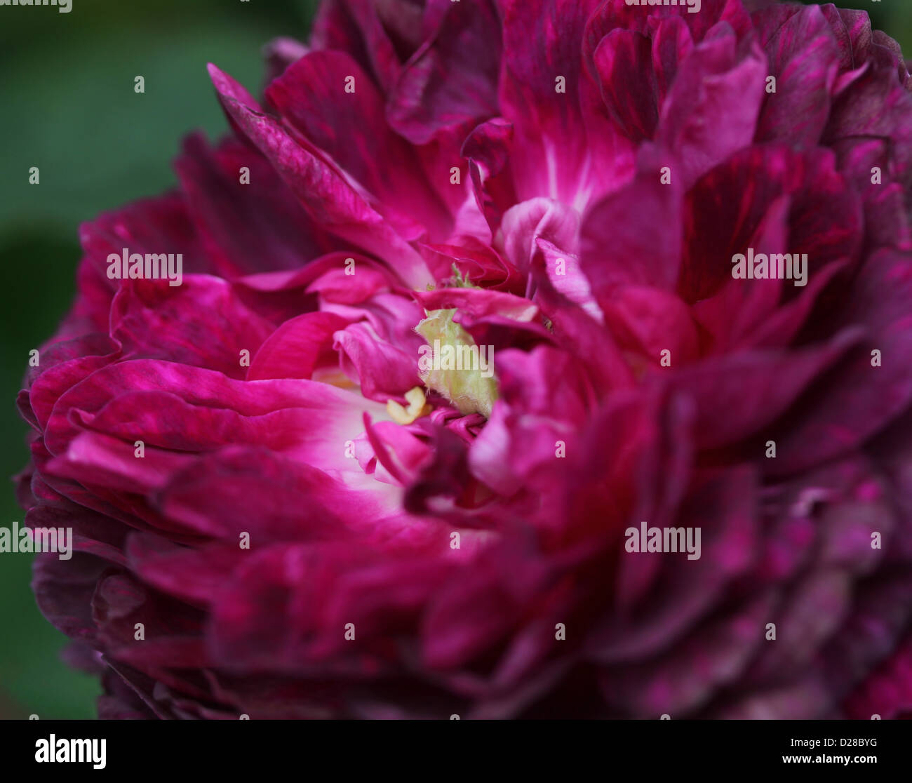 Purple flower close up Stock Photo - Alamy