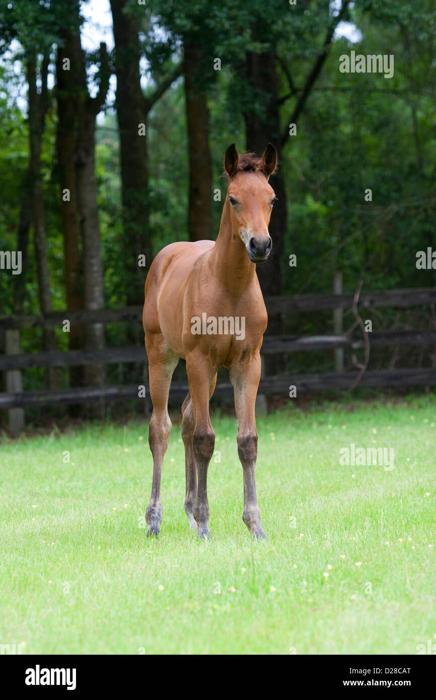 Bay foal facing forward stands watch in pasture. Stock Photo