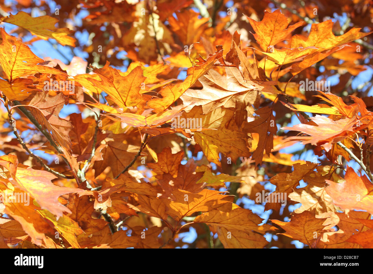 Golden autumn leaves Stock Photo - Alamy