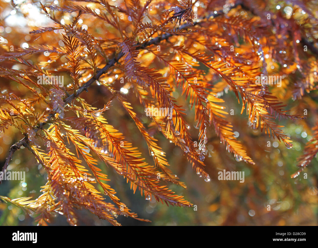Close up of autumn leaves Stock Photo - Alamy