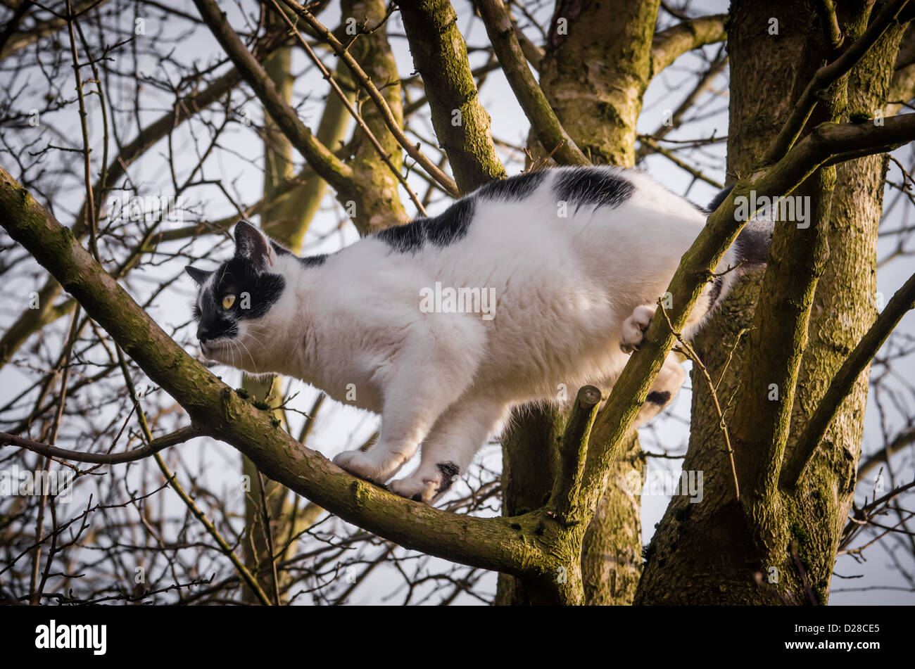 Black and white cat in tree Stock Photo Alamy