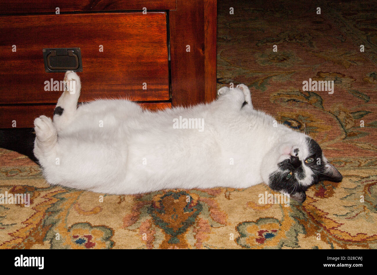 Black and white cat rolling over Stock Photo Alamy