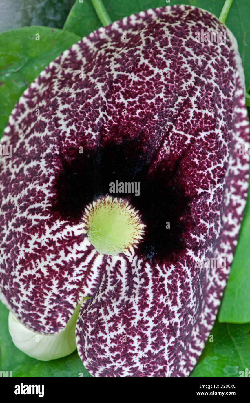 Calico Flower Aristolochia elegans Stock Photo Alamy