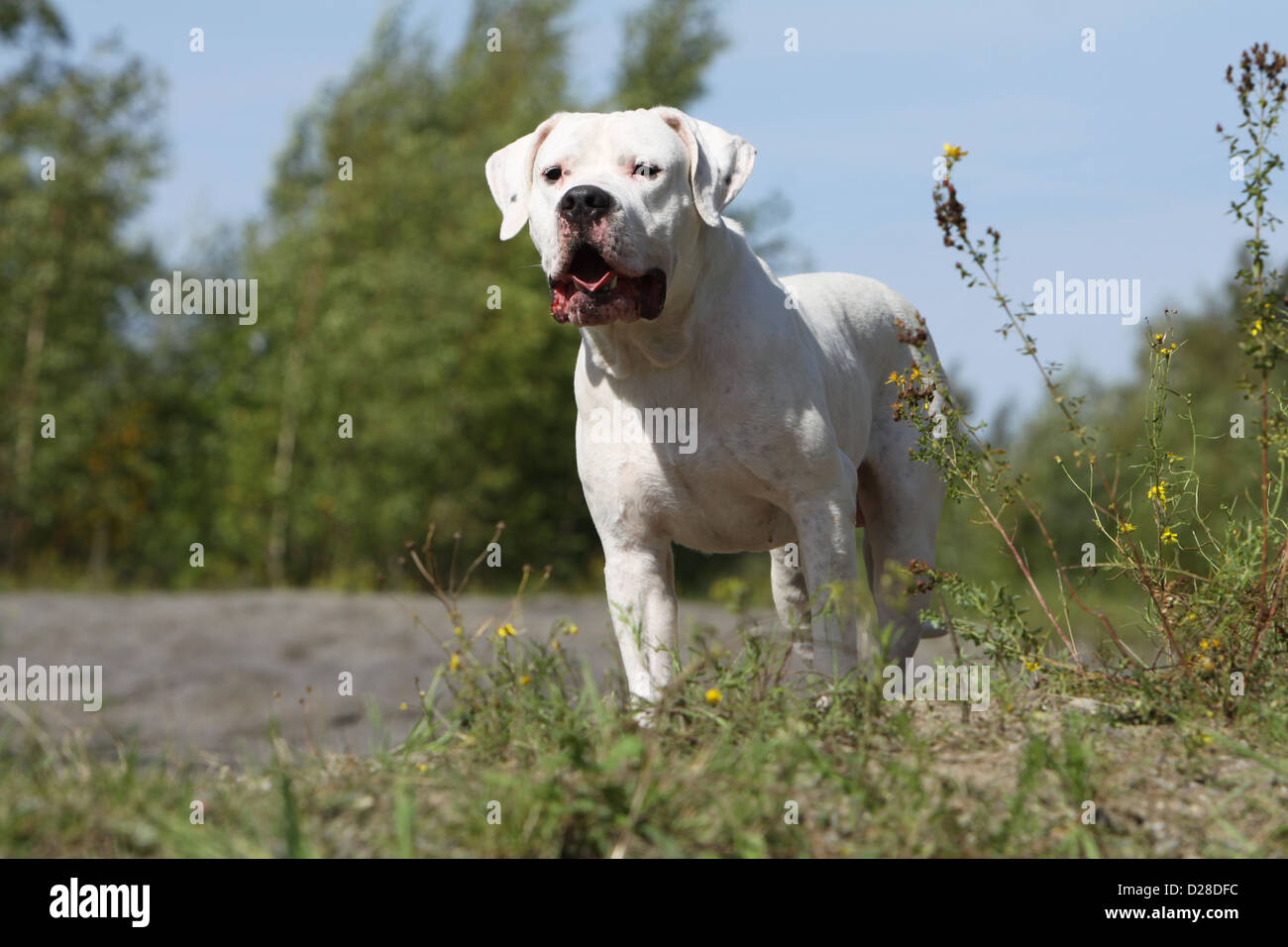 Dog Dogo Argentino / Dogue Argentin (natural ears) adult standing in a meadow Stock Photo