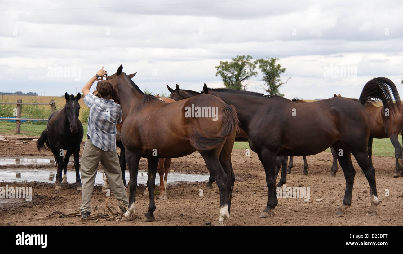 Harvesting corn with horses hi-res stock photography and images - Alamy