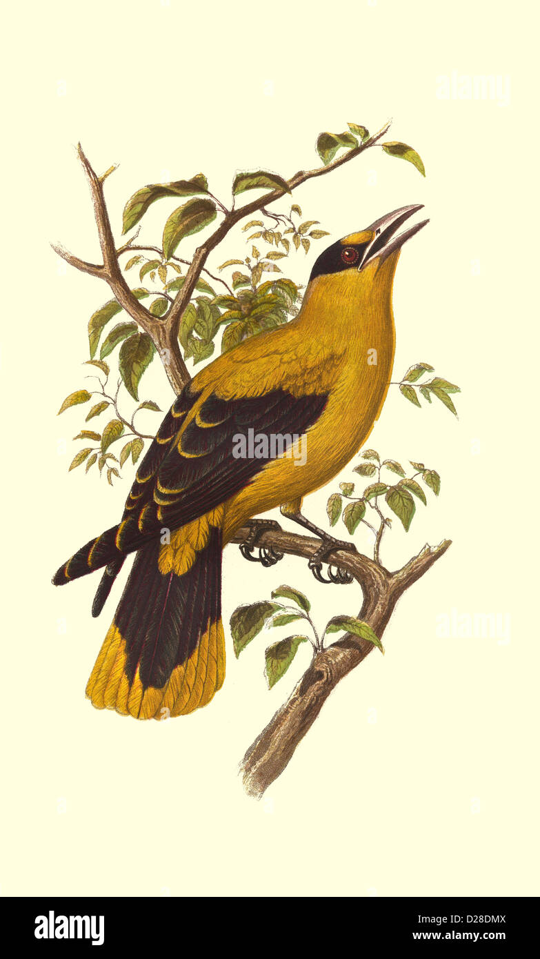 SHARP-BILLED ORIOLE'' High resolution enhanced scan of antiquarian Victorian colour plate from 1860's Cassell's Book of Birds ''SHARP-BILLED ORIOLE'' Stock Photo