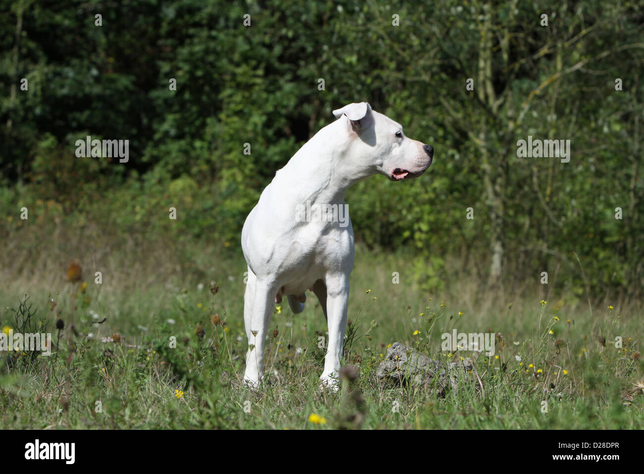Dog Dogo Argentino / Dogue Argentin (natural ears) adult standing in a meadow Stock Photo