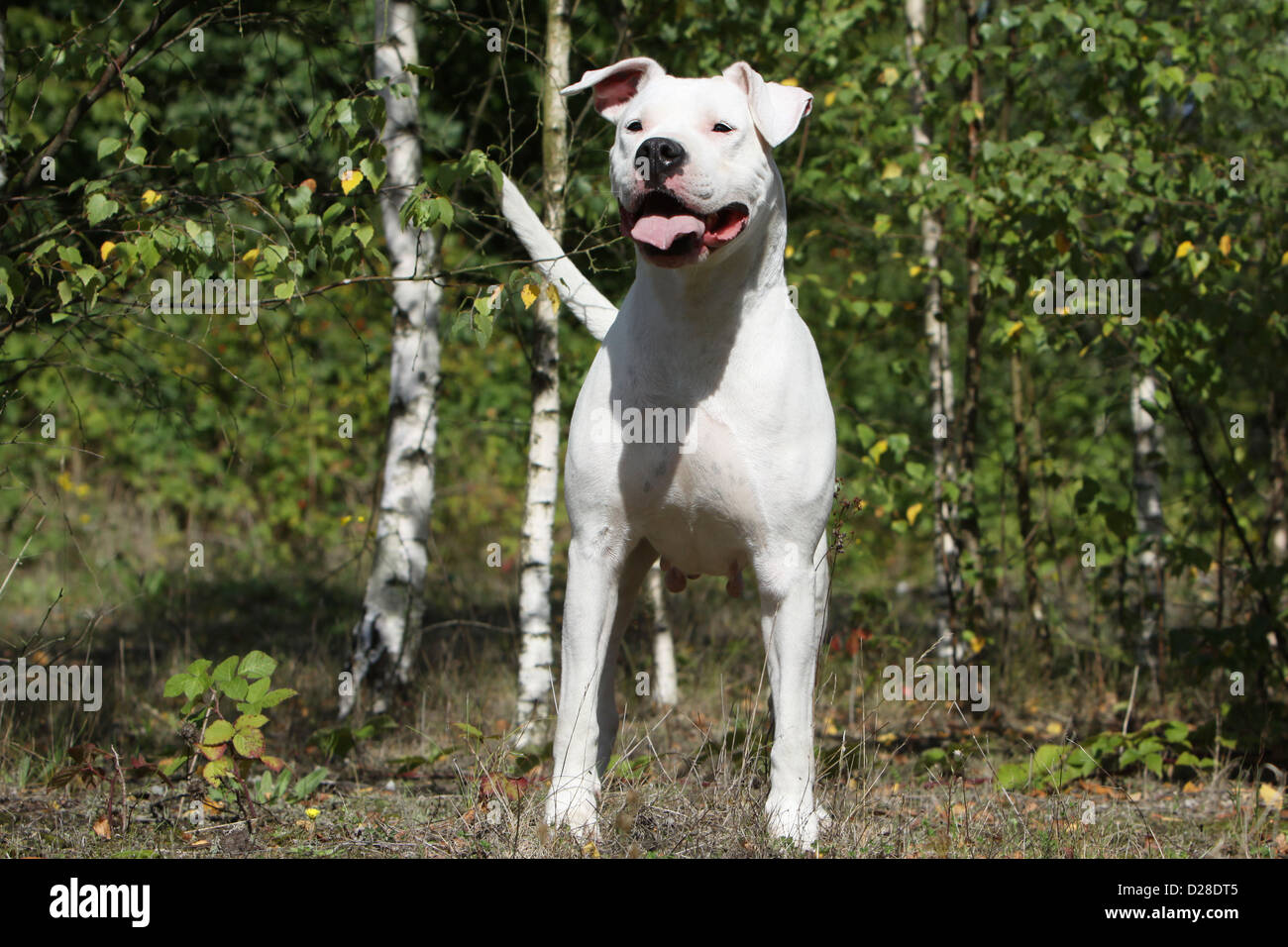 Dog Dogo Argentino / Dogue Argentin (natural ears) adult standing in a forest Stock Photo