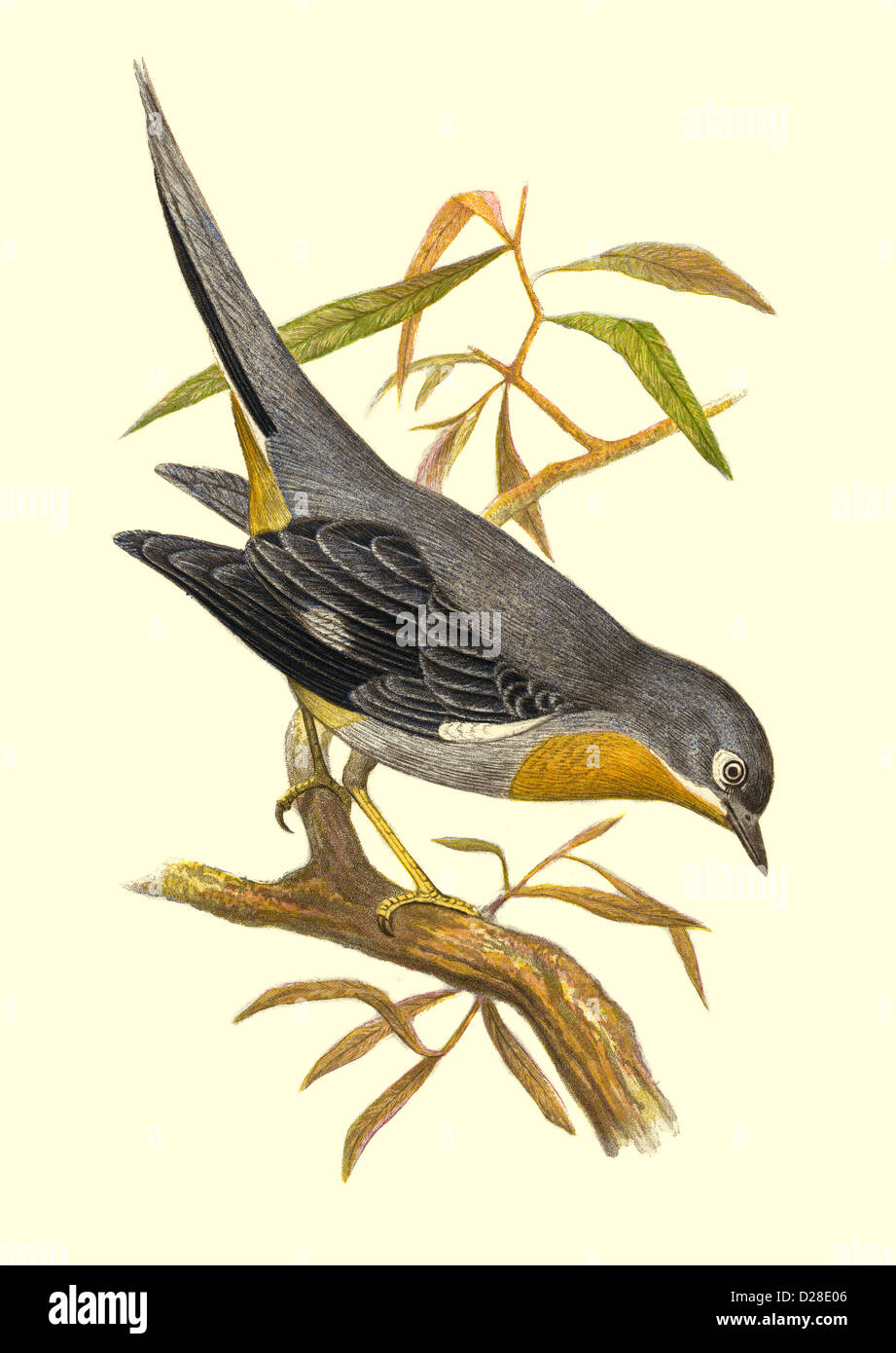 'Whiskered Fantail' High resolution Lithograph Illustration of antiquarian Victorian colour plate from 1860's Cassell's Book of Birds 'Whiskered Fantail' Stock Photo