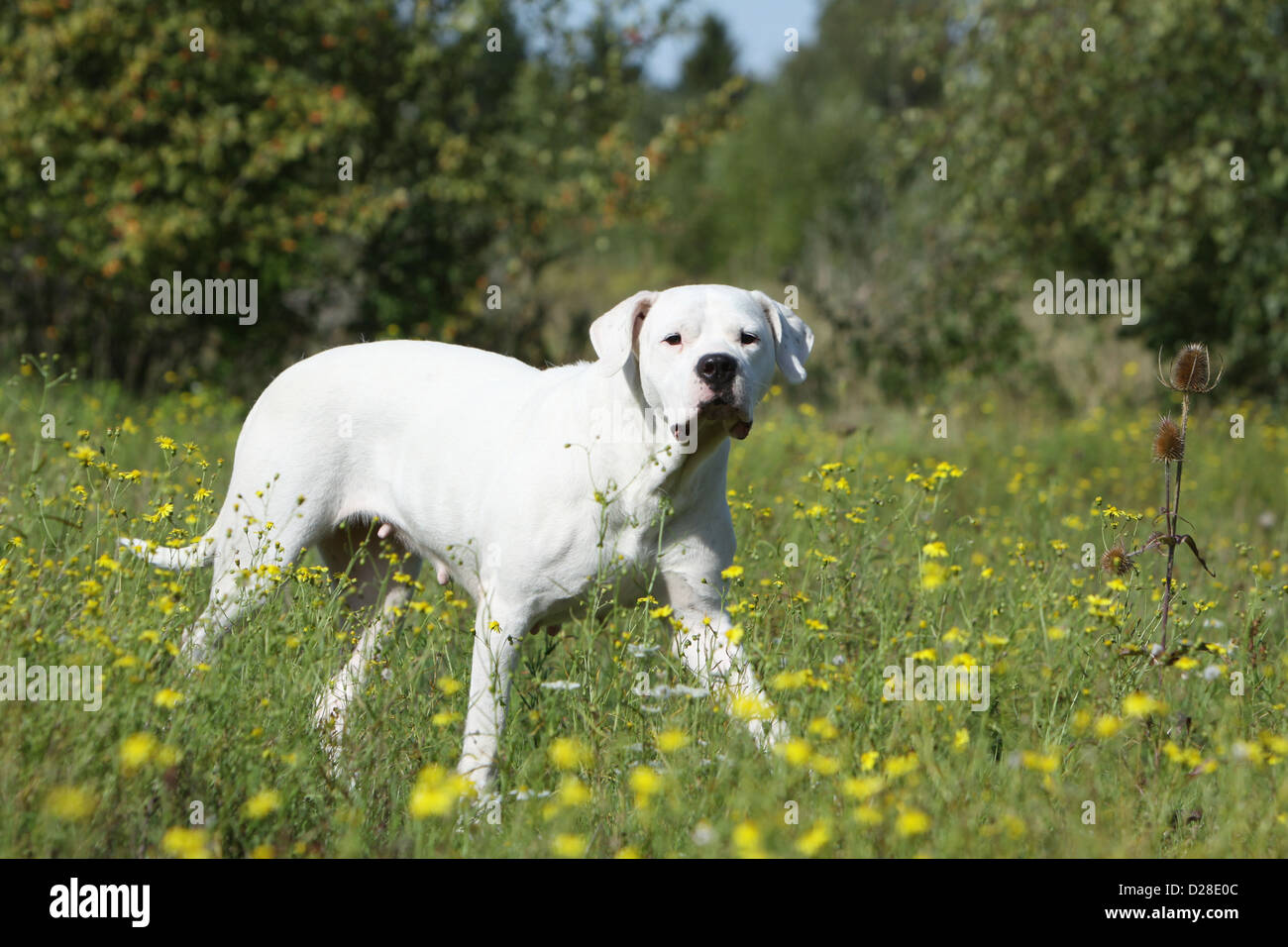 Dog Dogo Argentino / Dogue Argentin (natural ears) adult walking in a meadow Stock Photo