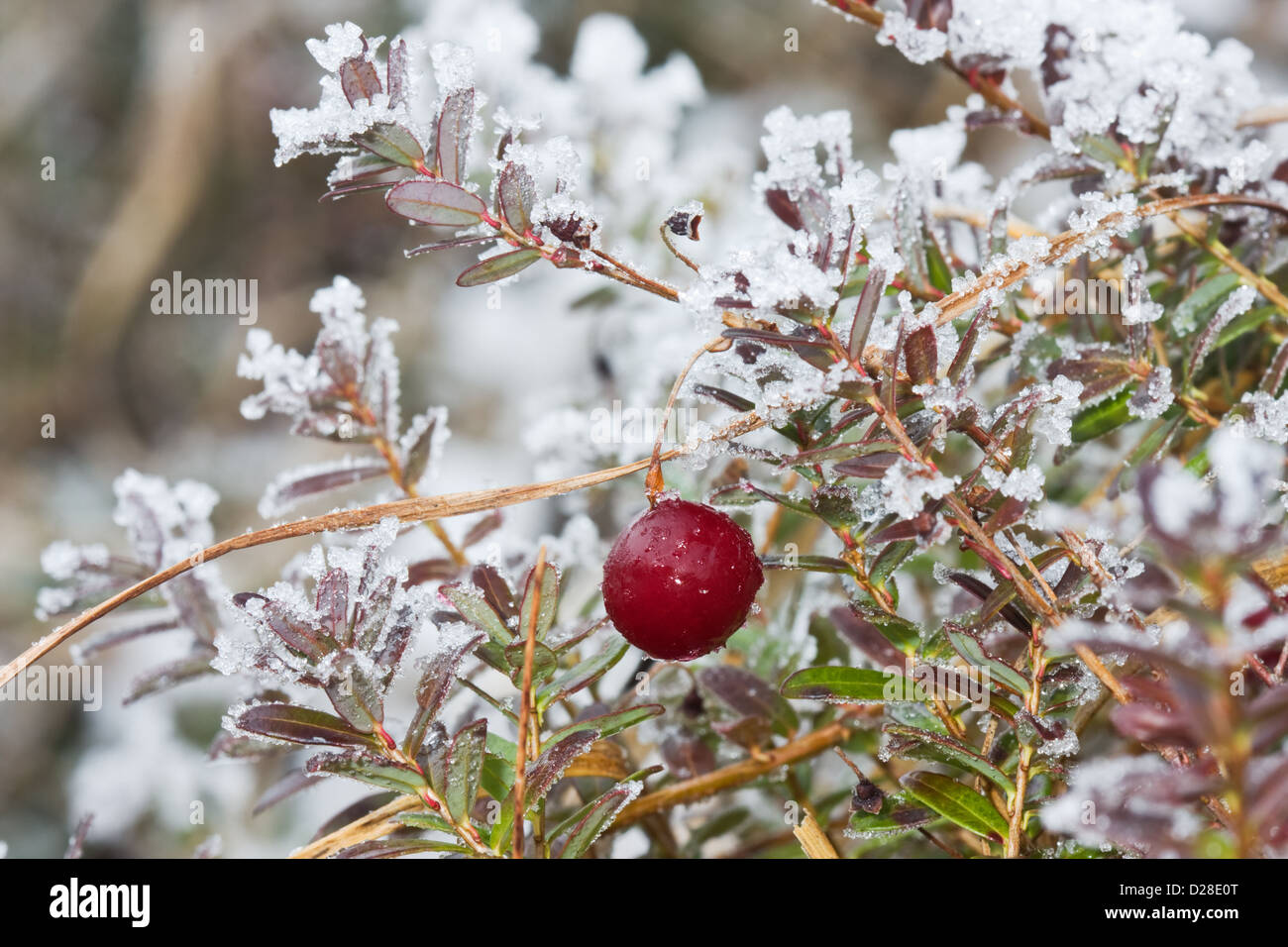 Cranberry in winter on a plant, covered with snow Stock Photo