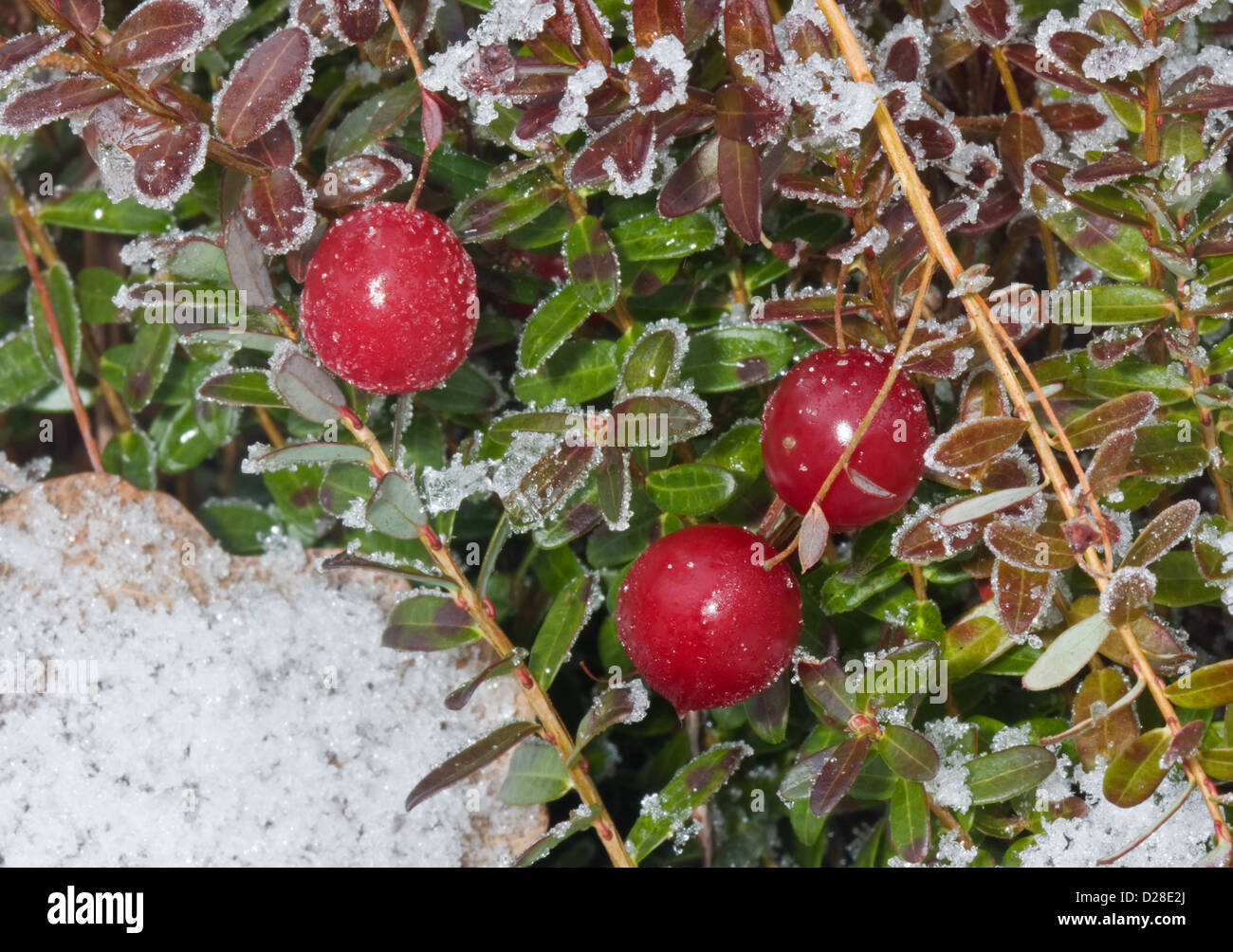Cranberries in winter on a plant, covered with snow Stock Photo