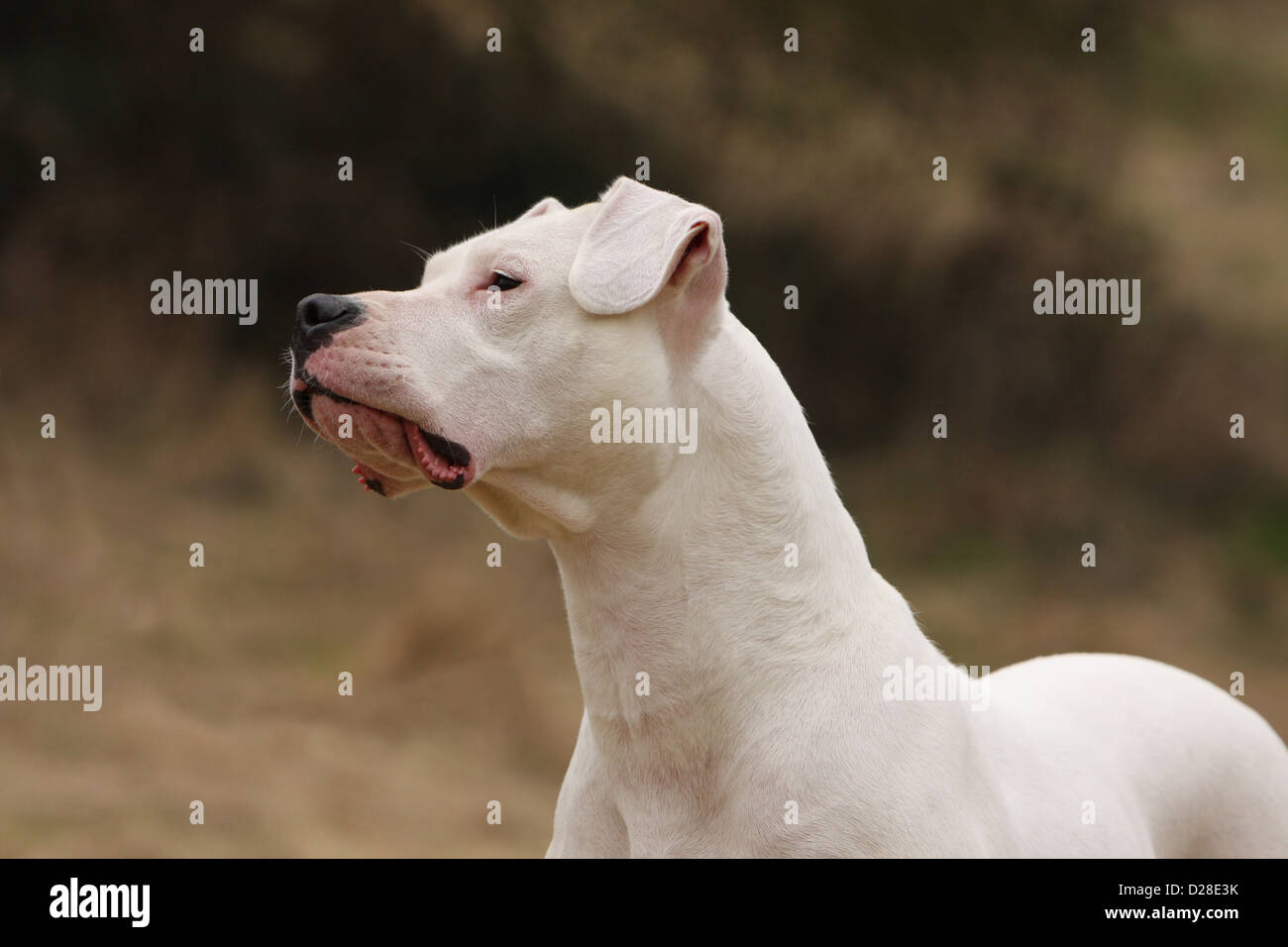 Dog Dogo Argentino / Dogue Argentin (natural ears) adult portrait Stock Photo