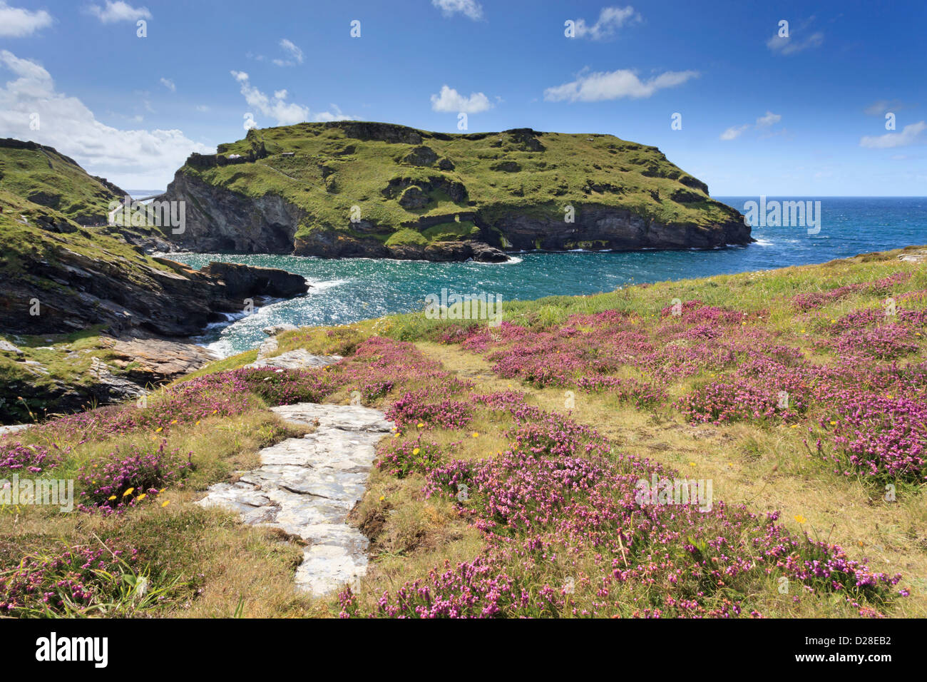 Tintagel Castle in Cornwall, captured from Barras Nose when the heather was in full bloom Stock Photo