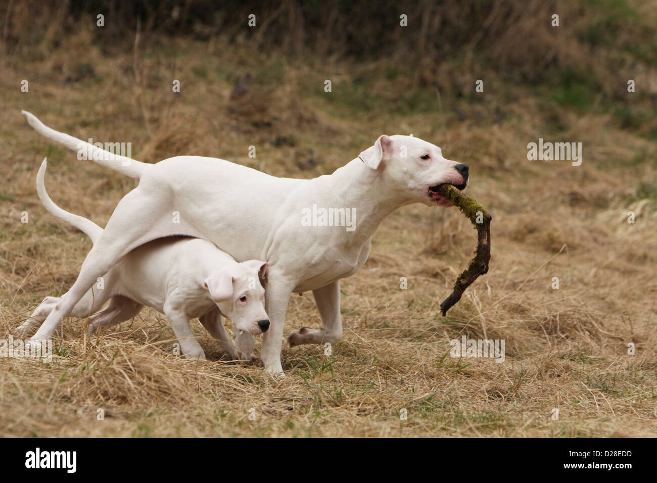 Dog Dogo Argentino / Dogue Argentin (natural ears) adult and puppy playing  with a stick Stock Photo - Alamy