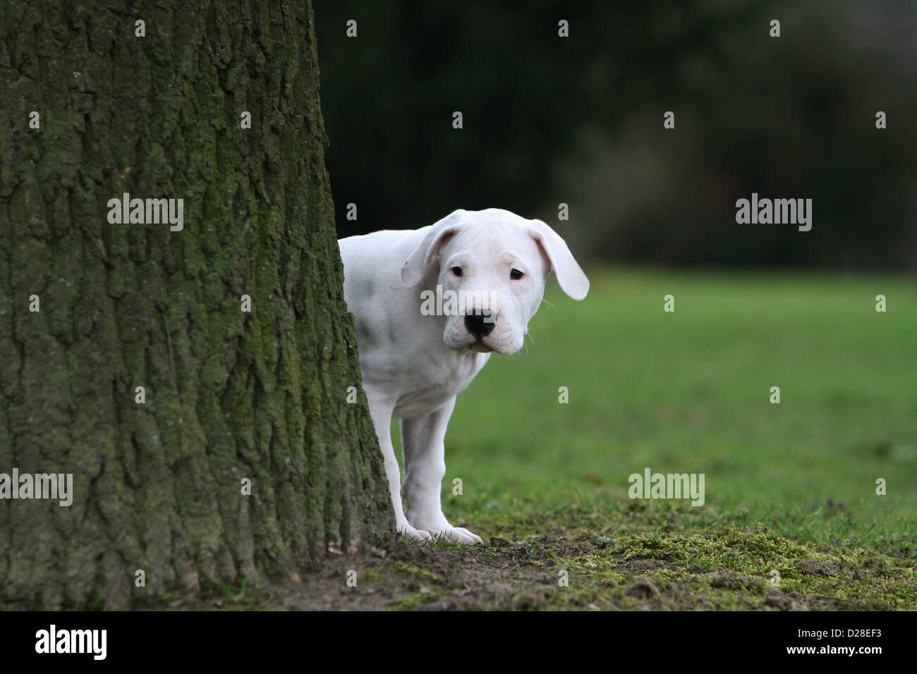 Dog Dogo Argentino / Dogue Argentin (natural ears) puppy behind a tree Stock Photo