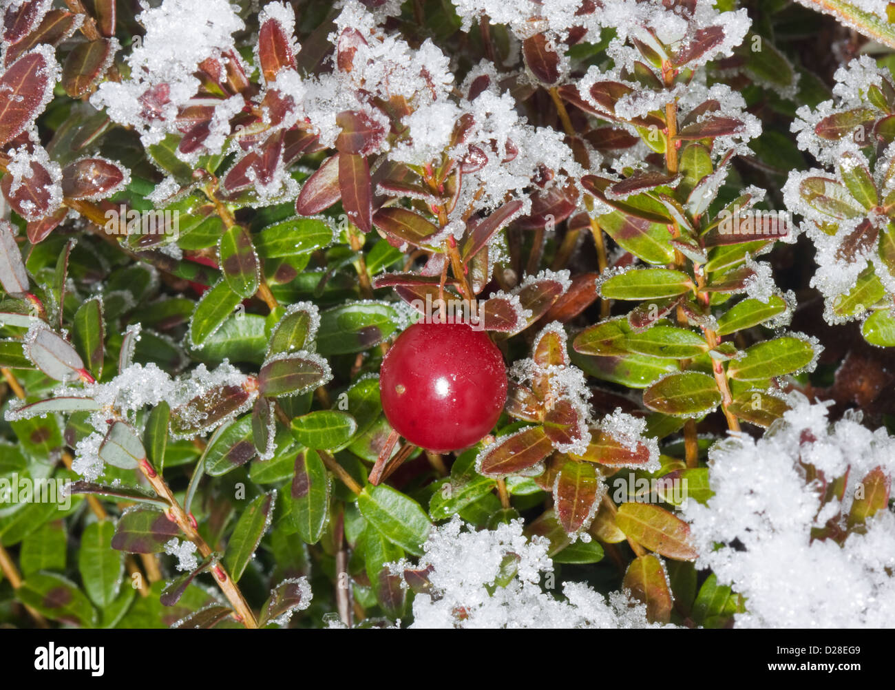 Cranberry in winter on a plant, covered with snow Stock Photo