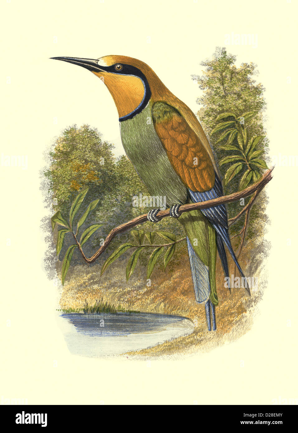 European Bee Eater' High resolution illustration  Lithograph  of antiquarian Victorian colour plate 1860's Cassell's Book of Birds 'European Bee Eater' Stock Photo