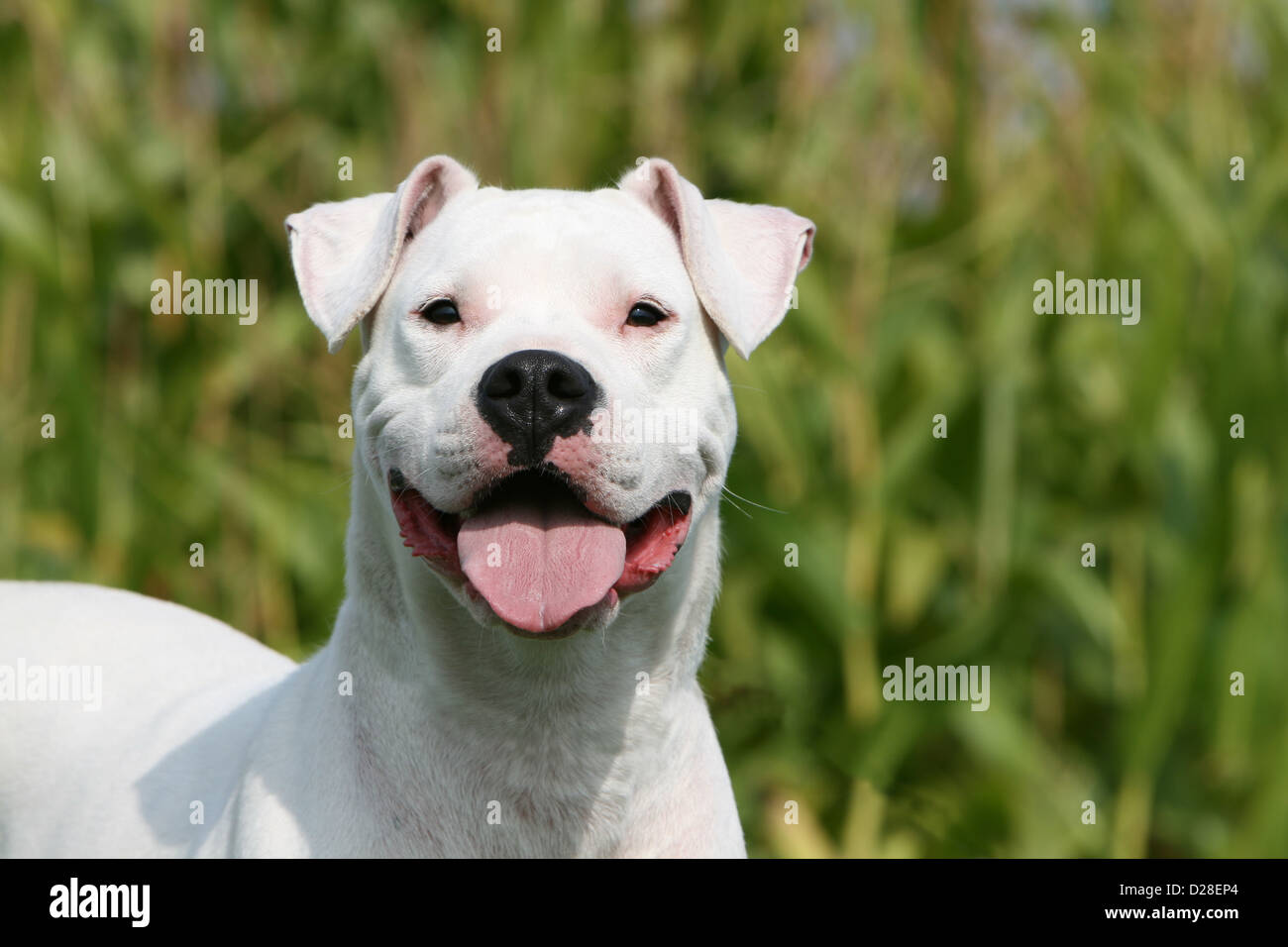Dog Dogo Argentino / Dogue Argentin (natural ears) adult portrait Stock Photo